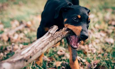 Animal Instincts – Defending Liability Claims Involving Pet Attacks