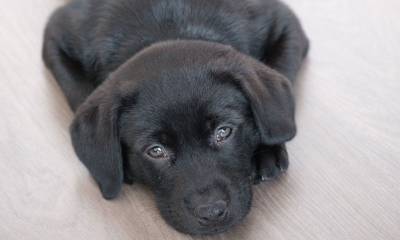 Paws and Clauses: What Happens to Fur-Babies Under BC Family Law?