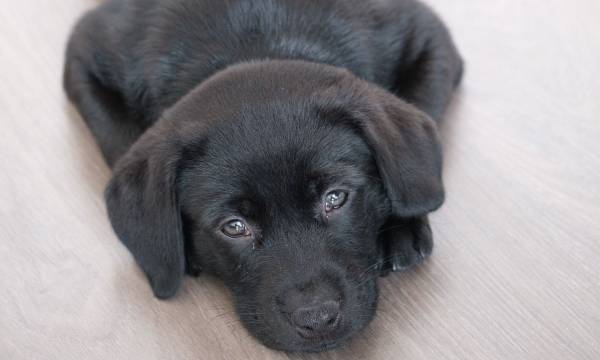Paws and Clauses: What Happens to Fur-Babies Under BC Family Law?
