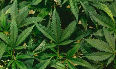 Medical Marijuana in Personal Injury Actions